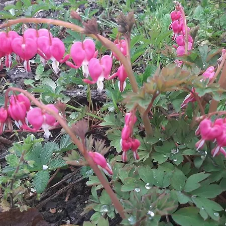 Maison D'artiste شقة *