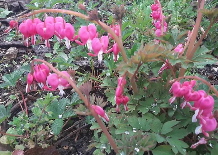 Maison D'artiste Διαμέρισμα *